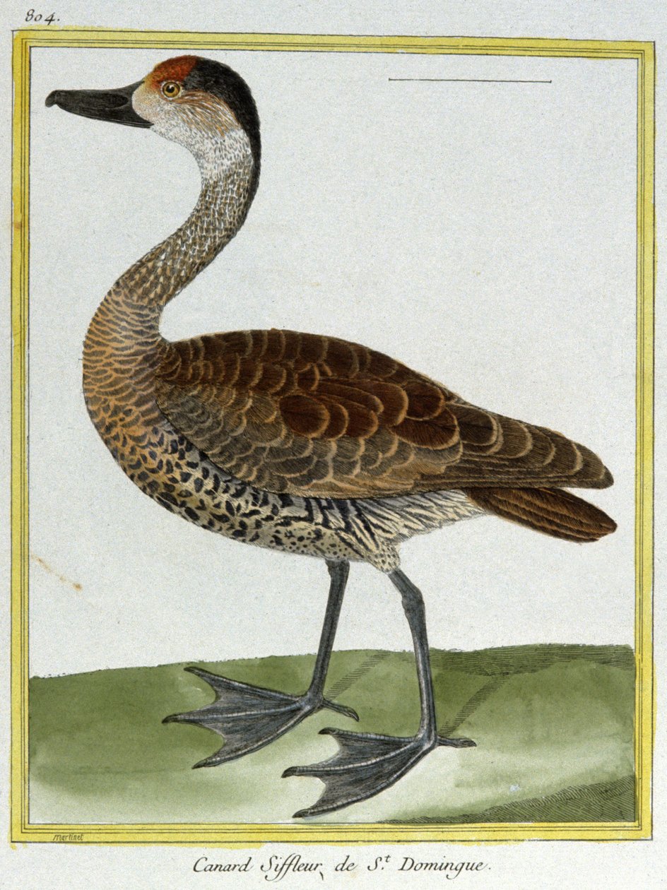 Vetenskap. zoologi. Wigeon från Santo Domingo. Gravyr av Francois Nicolas Martinet i: Fåglarnas naturhistoria, av Georges Louis Leclerc de Buffon, Frankrike, c.1777 (färgstick) av Francois Nicolas Martinet
