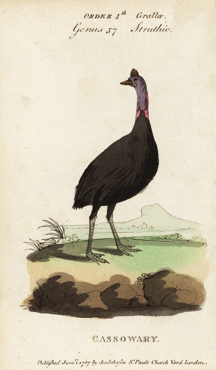 Södra kasuaren, Casuarius casuarius av Francois Nicolas Martinet