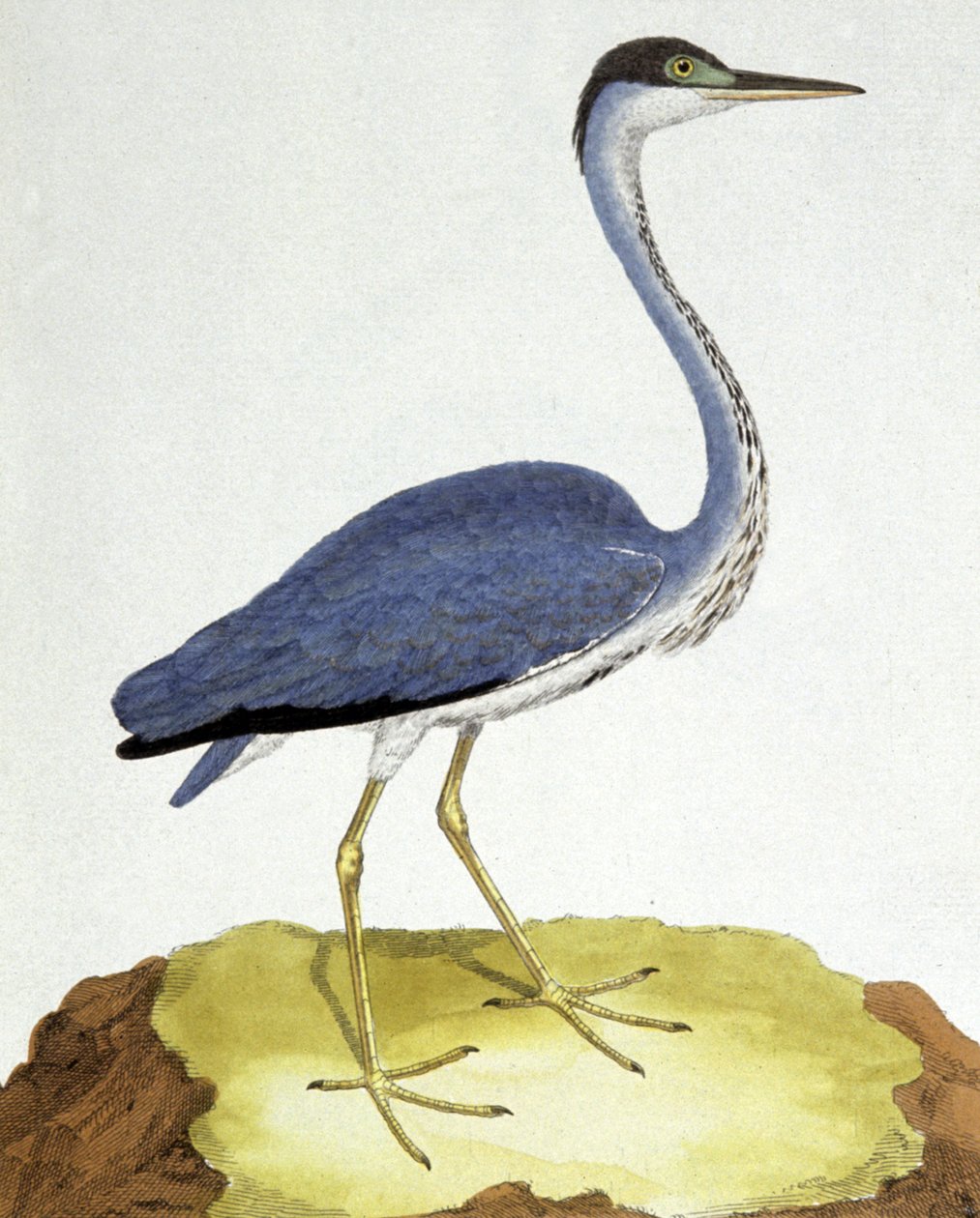 Hägern av Francois Nicolas Martinet