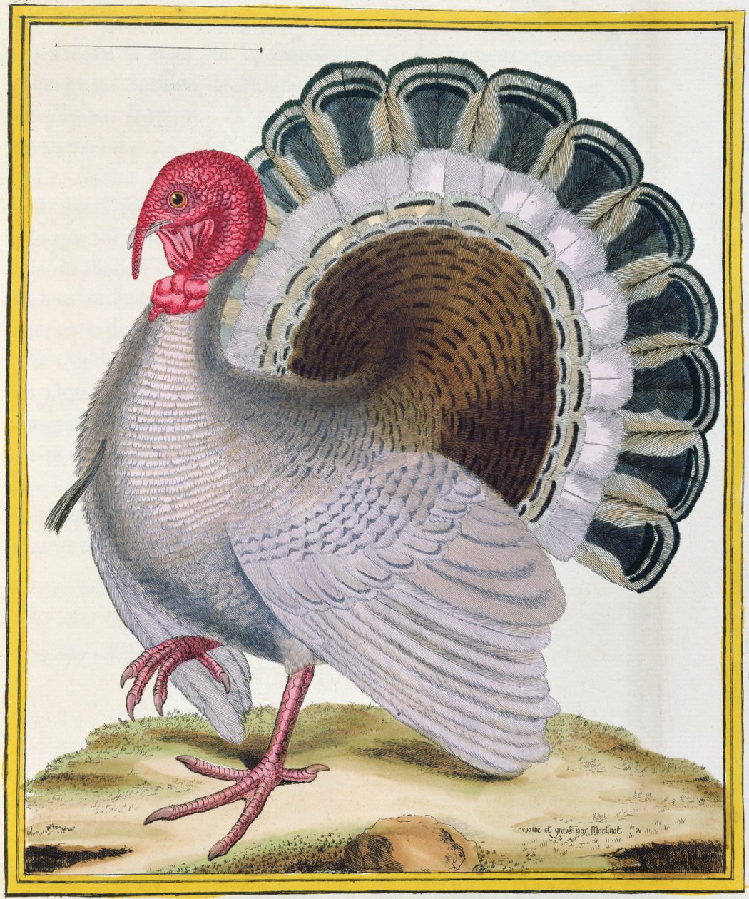 Turkiet, ur "Histoire Naturelle des Oiseaux" av Georges de Buffon (1707-88), publicerad 1777. av Francois Nicolas Martinet