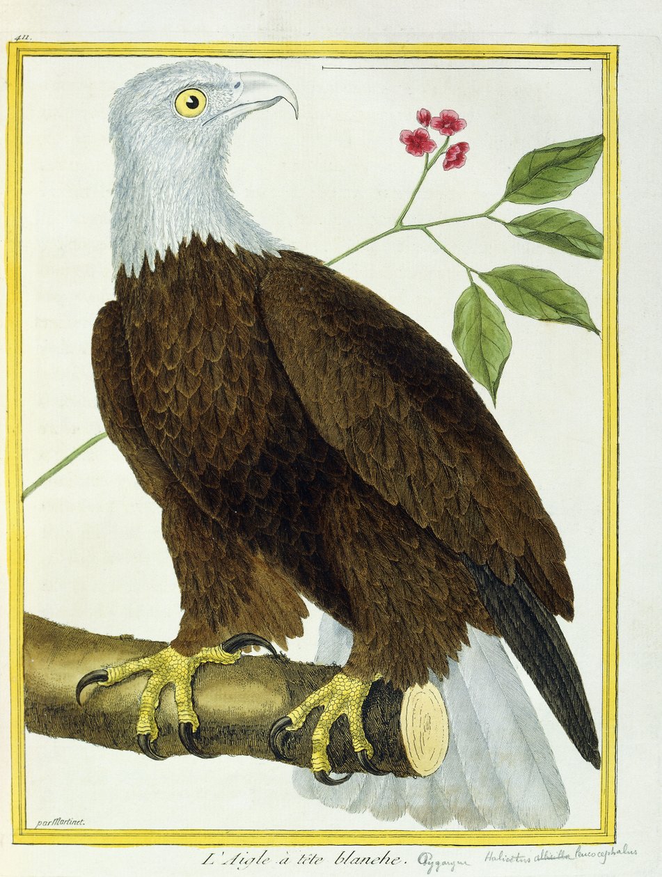 Vithövdad örn, ca 1770-1786 av Francois Nicolas Martinet