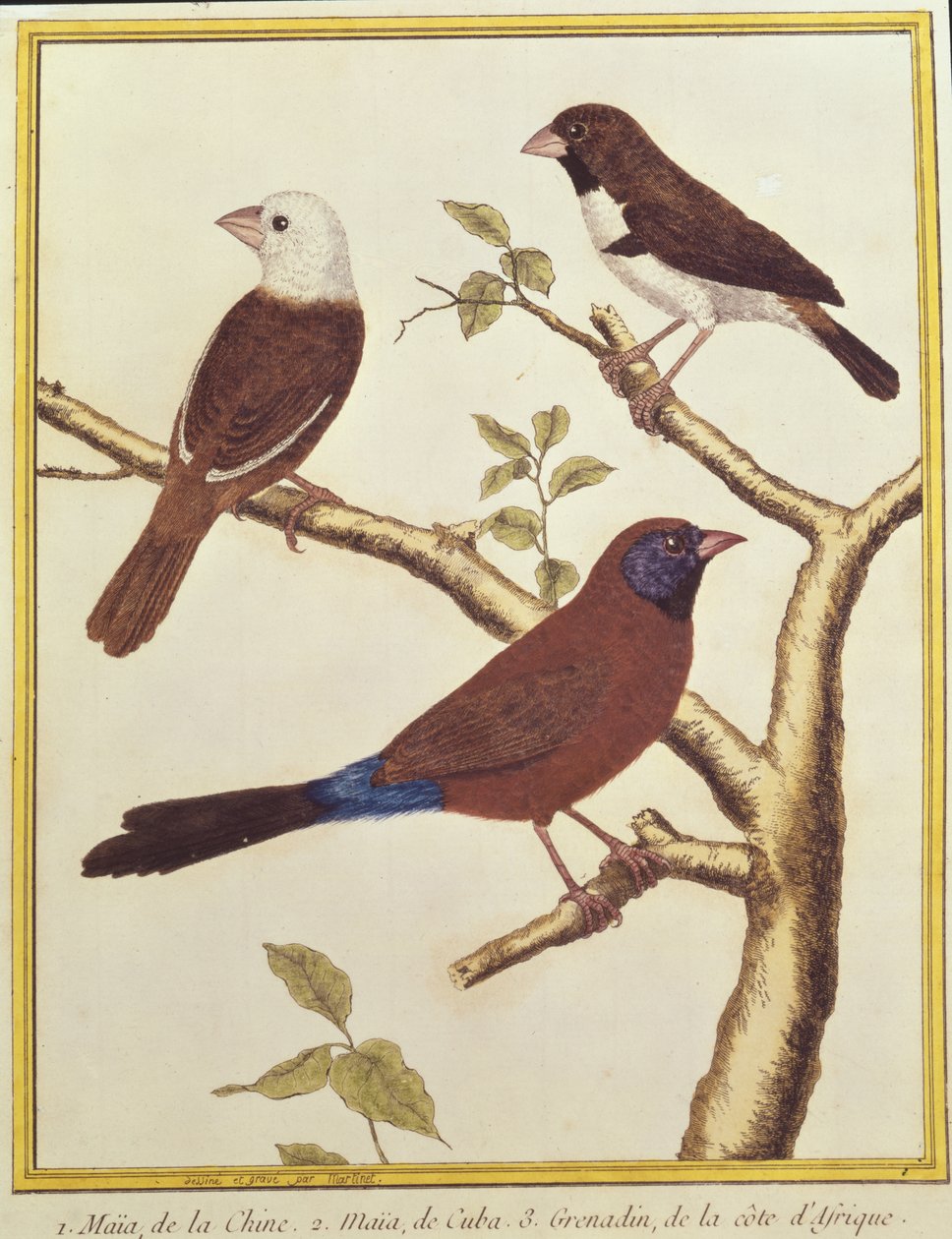 Vithövdad Munia, Dubbelfärgad Seed Eater och Violet Eared Waxbill av Francois Nicolas Martinet