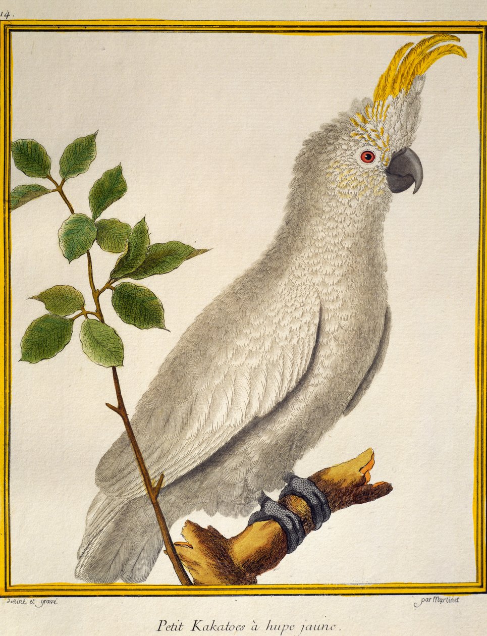 Gulkrönt kakadua (Cacatua sulphurea), från Natural History of Birds av Francois Nicolas Martinet