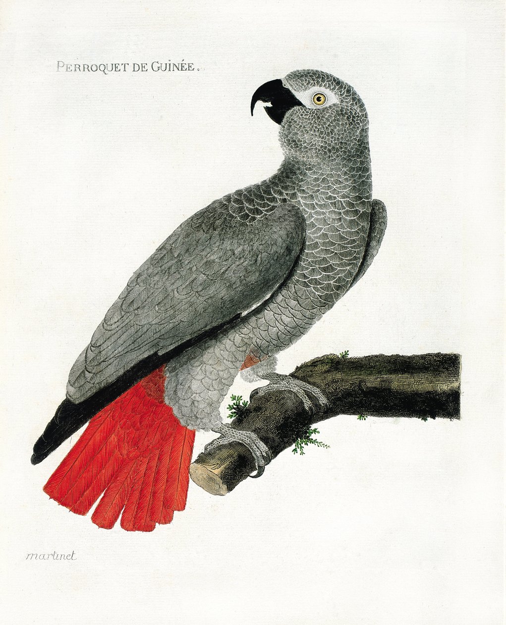 Zoo (ornitologi): Guineepapegojan (grå papegoja eller psittacus erythacus) på en gren. Illustration i "Fåglarnas historia, målade i deras utseende och känsliga aspekter" av Francois Nicolas Martinet (1731-1800). Privat samling. av Francois Nicolas Martinet