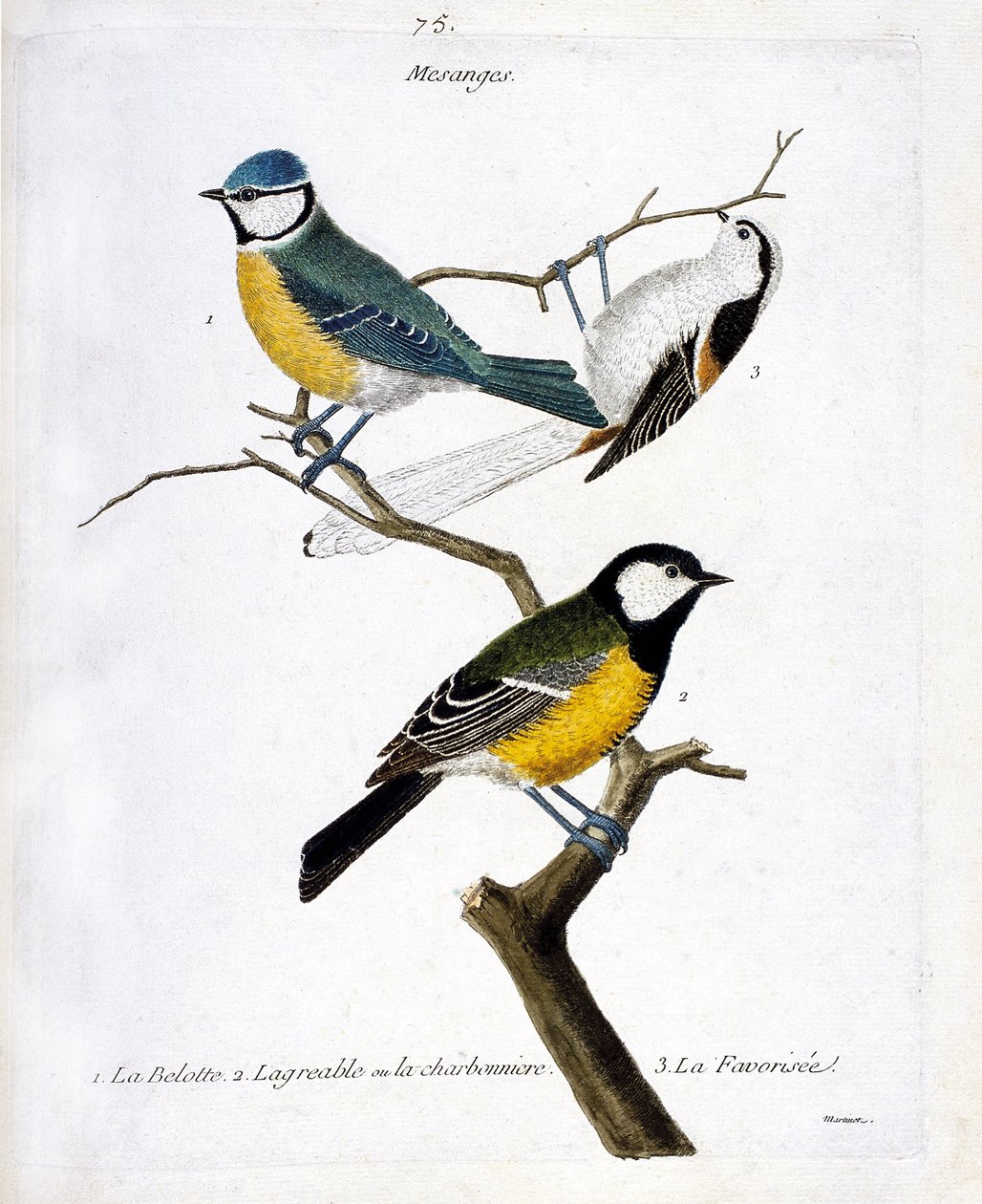 Zoologisk styrelse (ornitologi): Mesanges. 1: belotten (blå mesange eller uppträdde caeruleus), 2. den trevliga eller charbonnieren (mesange charbonniere eller parus major. 3. Den gynnade (långsvansad mesange eller aegithalos caudatus) på en gren. Illustra av Francois Nicolas Martinet
