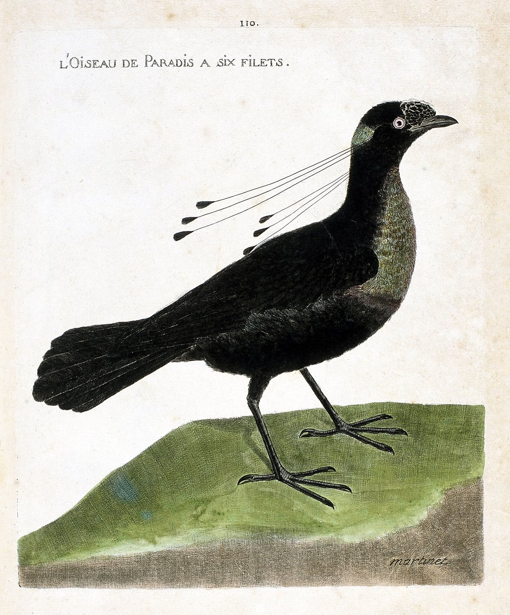 Zoologisk styrelse (ornitologi): paradisfågeln har sex nät (wahnes paradis eller wahnesi patoria). Illustration i "Fåglarnas historia, målade i deras utseende och känsliga aspekter" av Francois Nicolas Martinet (1731-1800). Privat samling. av Francois Nicolas Martinet