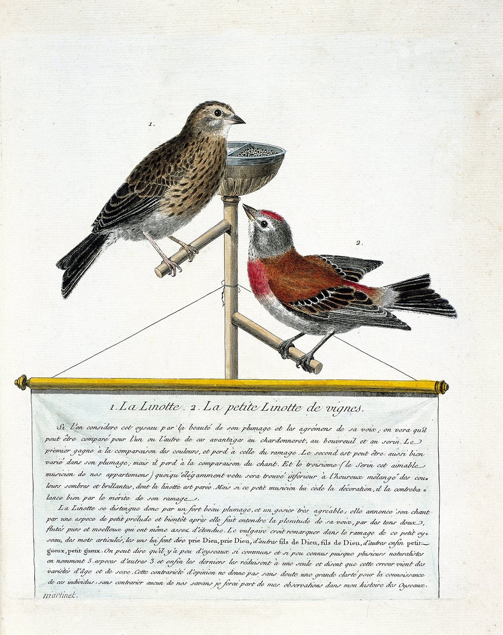 Zoologisk tavla (ornitologi): uppifrån och ned: Linotten (melodiös linotte) och den lilla linotten av vinstockarna (carduelis cannabina) på en abborre. Illustration i "Fåglarnas historia, målade i deras utseende och känsliga aspekter" av Francoi av Francois Nicolas Martinet