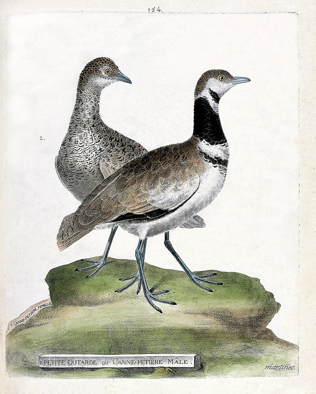 Zoologisk tavla (ornitologi): framsida: liten bustard eller liten hankäpp och bak: kvinnlig liten käpp (canepetiere bustard eller tetrax tetrax). Illustration i "Fåglarnas historia, målade i deras utseende och känsliga aspekter" av Francois Nicolas Mar av Francois Nicolas Martinet