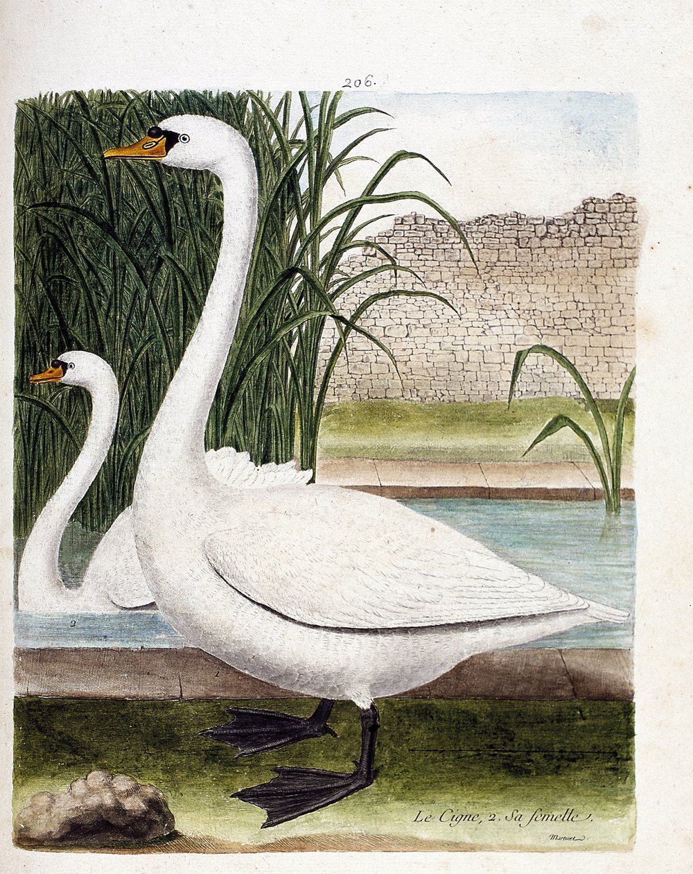 Zoologisk styrelse (ornitologi): framför: svanen och bakom dess hona (knölsvan eller cygnus olor). Illustration i "Fåglarnas historia, målade i deras utseende och känsliga aspekter" av Francois Nicolas Martinet (1731-1800). Privat samling. av Francois Nicolas Martinet