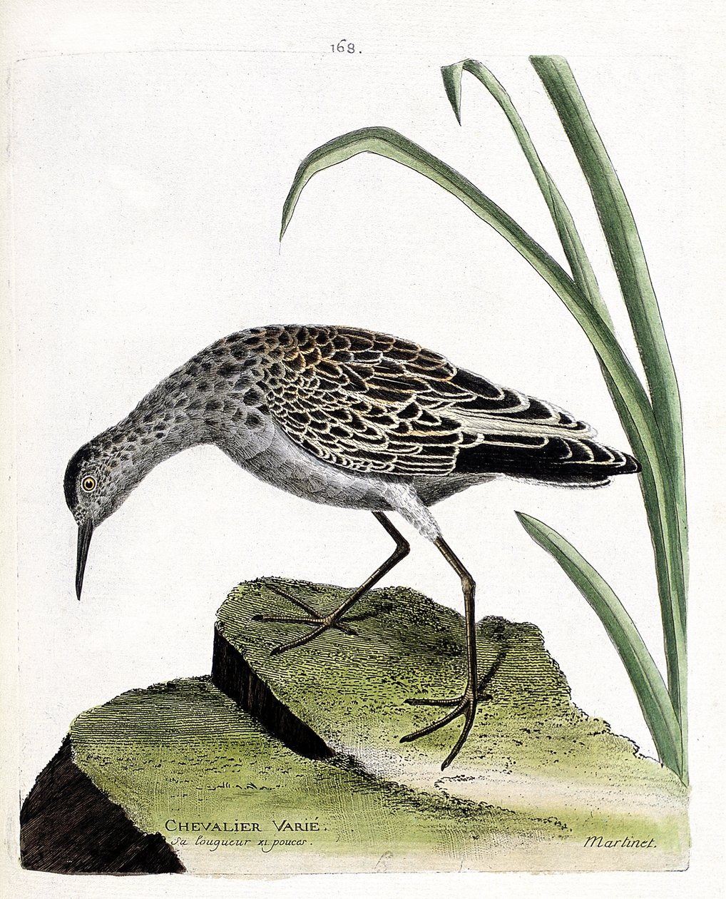 Zoologisk styrelse (ornitologi): riddare varierar (fighter varies eller philomachus pugnax). Illustration i "Fåglarnas historia, målade i deras utseende och känsliga aspekter" av Francois Nicolas Martinet (1731-1800). Privat samling. av Francois Nicolas Martinet