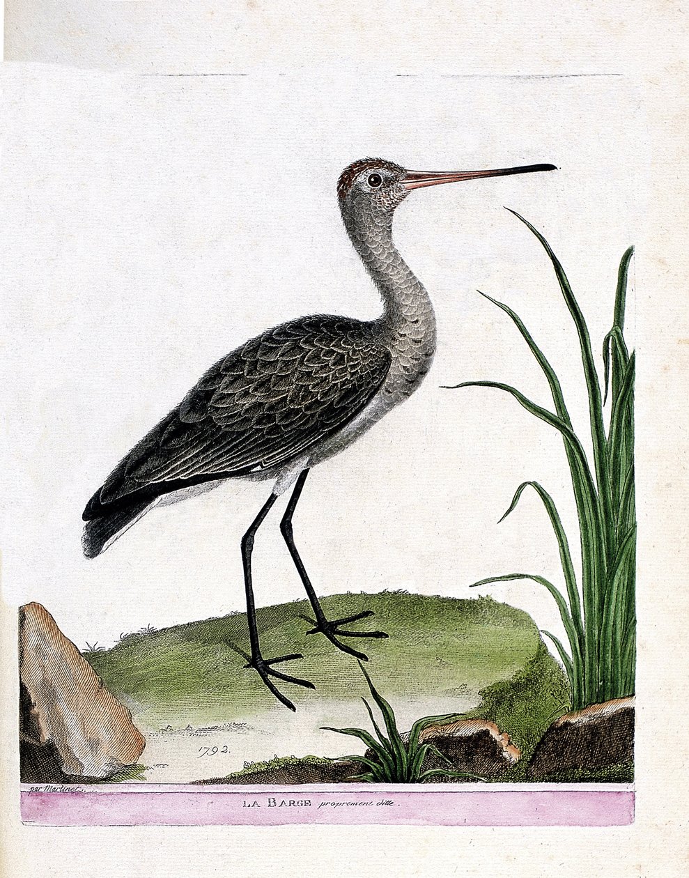 Zoologisk styrelse (ornitologi): själva pråmen (svartsvanspråm eller limosa limosa). Illustration i "Fåglarnas historia, målade i deras utseende och känsliga aspekter" av Francois Nicolas Martinet (1731-1800). Privat samling. av Francois Nicolas Martinet