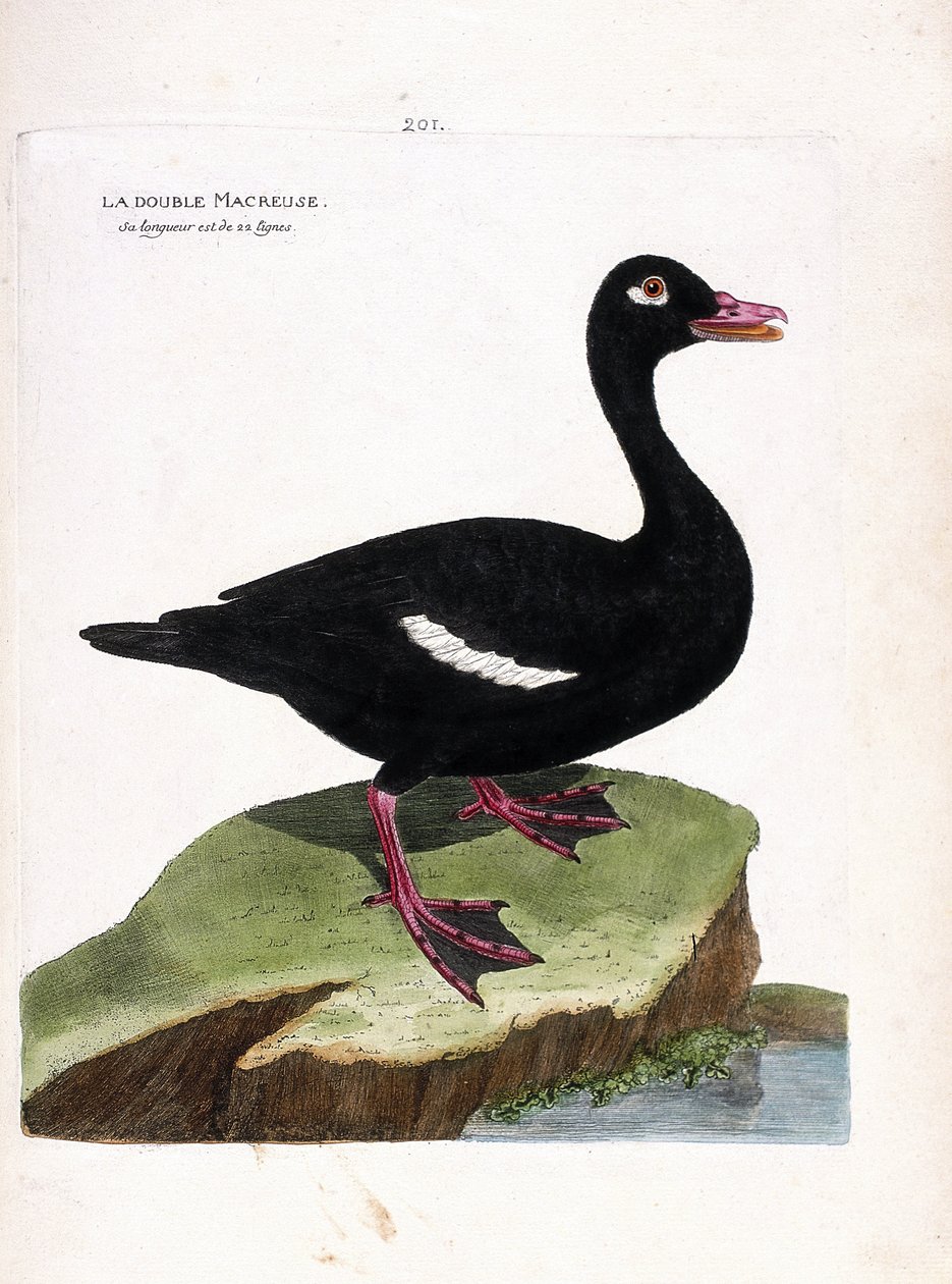 Zoologisk bräda (ornitologi): den dubbla scoter (brun scoter eller melanitta fusca). Illustration i "Fåglarnas historia, målade i deras utseende och känsliga aspekter" av Francois Nicolas Martinet (1731-1800). Privat samling. av Francois Nicolas Martinet