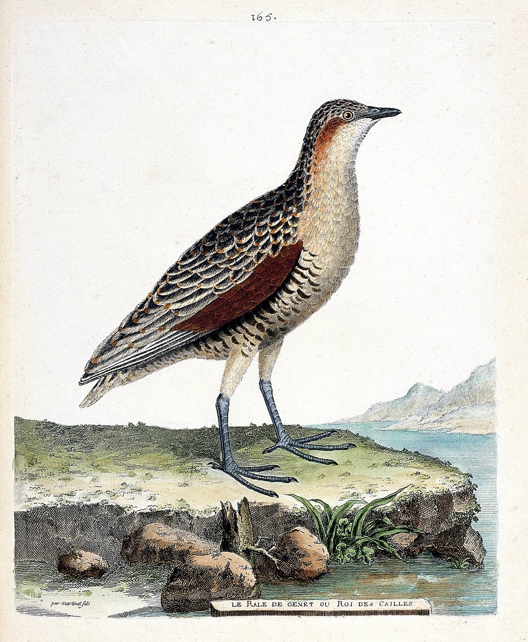 Zoologisk styrelse (ornitologi): knä rale eller vaktel kung (crex crex). Illustration i "Fåglarnas historia, målade i deras utseende och känsliga aspekter" av Francois Nicolas Martinet (1731-1800). Privat samling. av Francois Nicolas Martinet