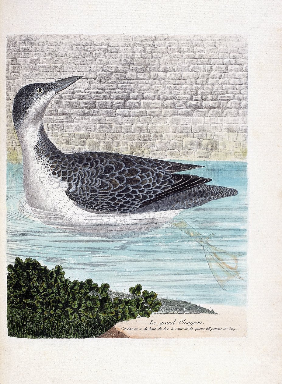 Zoologisk styrelse (ornitologi): det stora dyket (imbrin dip eller gavia immer). Illustration i "Fåglarnas historia, målade i deras utseende och känsliga aspekter" av Francois Nicolas Martinet (1731-1800). Privat samling. av Francois Nicolas Martinet
