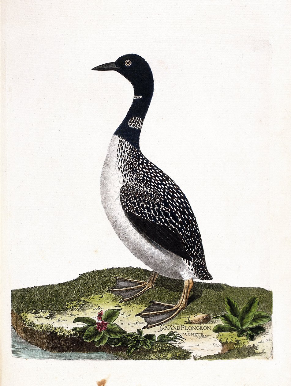 Zoologisk styrelse (ornitologi): det stora fläckdyket (imstrandsdykning eller gavia immer). Illustration i "Fåglarnas historia, målade i deras utseende och känsliga aspekter" av Francois Nicolas Martinet (1731-1800). Privat samling. av Francois Nicolas Martinet