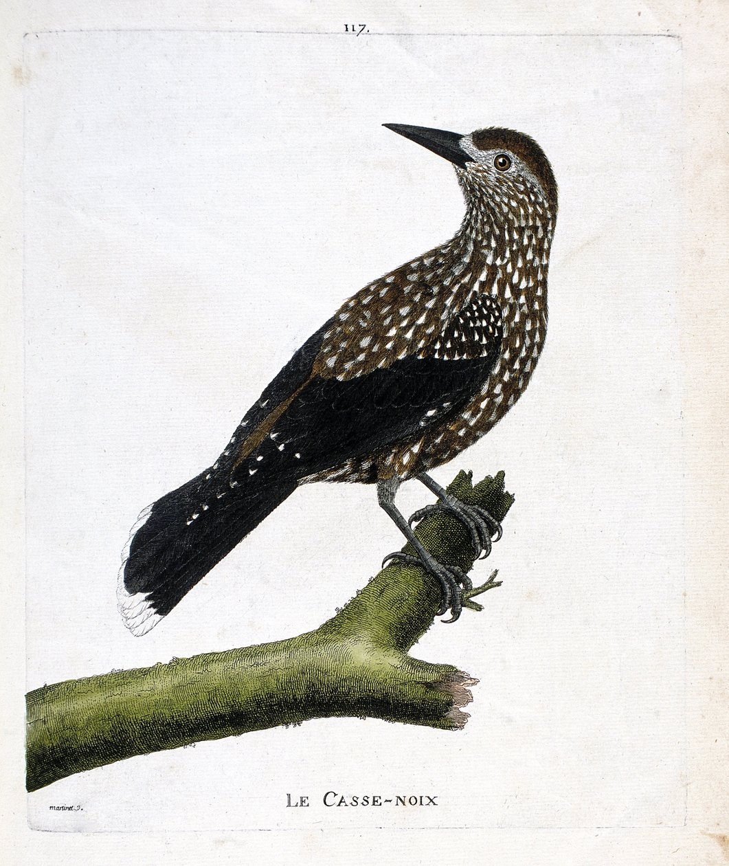 Zoologisk styrelse (ornitologi): nötknäpparen (flugnöt eller nucifraga caryocatacts) på en gren. Illustration i "Fåglarnas historia, målade i deras utseende och känsliga aspekter" av Francois Nicolas Martinet (1731-1800). Privat samling. av Francois Nicolas Martinet