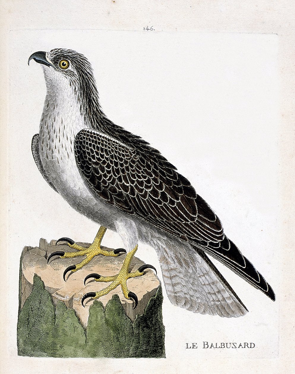 Zoologisk styrelse (ornitologi): fiskgjusen (fiskgjuse eller pandion haliaetus). Illustration i "Fåglarnas historia, målade i deras utseende och känsliga aspekter" av Francois Nicolas Martinet (1731-1800). Privat samling. av Francois Nicolas Martinet