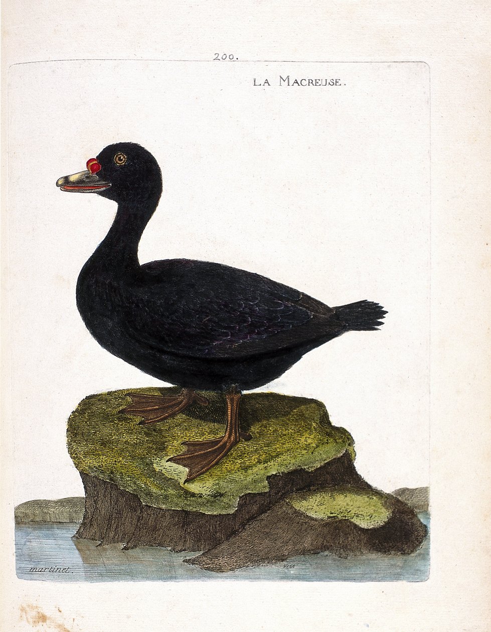 Zoologisk styrelse (ornitologi): svärpen (svärta eller melanitta nigra). Illustration i "Fåglarnas historia, målade i deras utseende och känsliga aspekter" av Francois Nicolas Martinet (1731-1800). Privat samling. av Francois Nicolas Martinet
