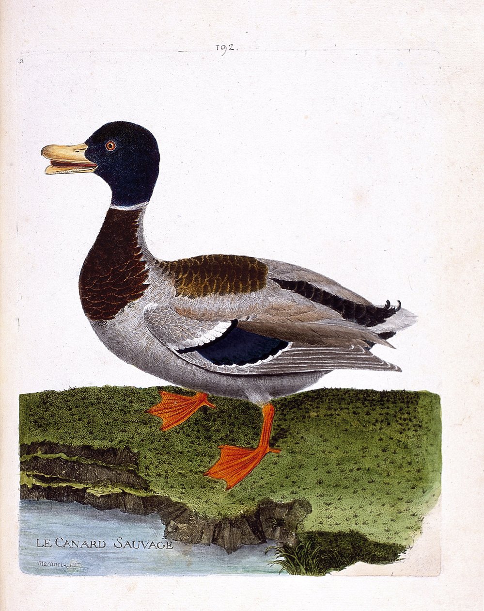 Zoologisk styrelse (ornitologi): vildand (gräsand eller anas platyrhynchos). Illustration i "Fåglarnas historia, målade i deras utseende och känsliga aspekter" av Francois Nicolas Martinet (1731-1800). Privat samling. av Francois Nicolas Martinet