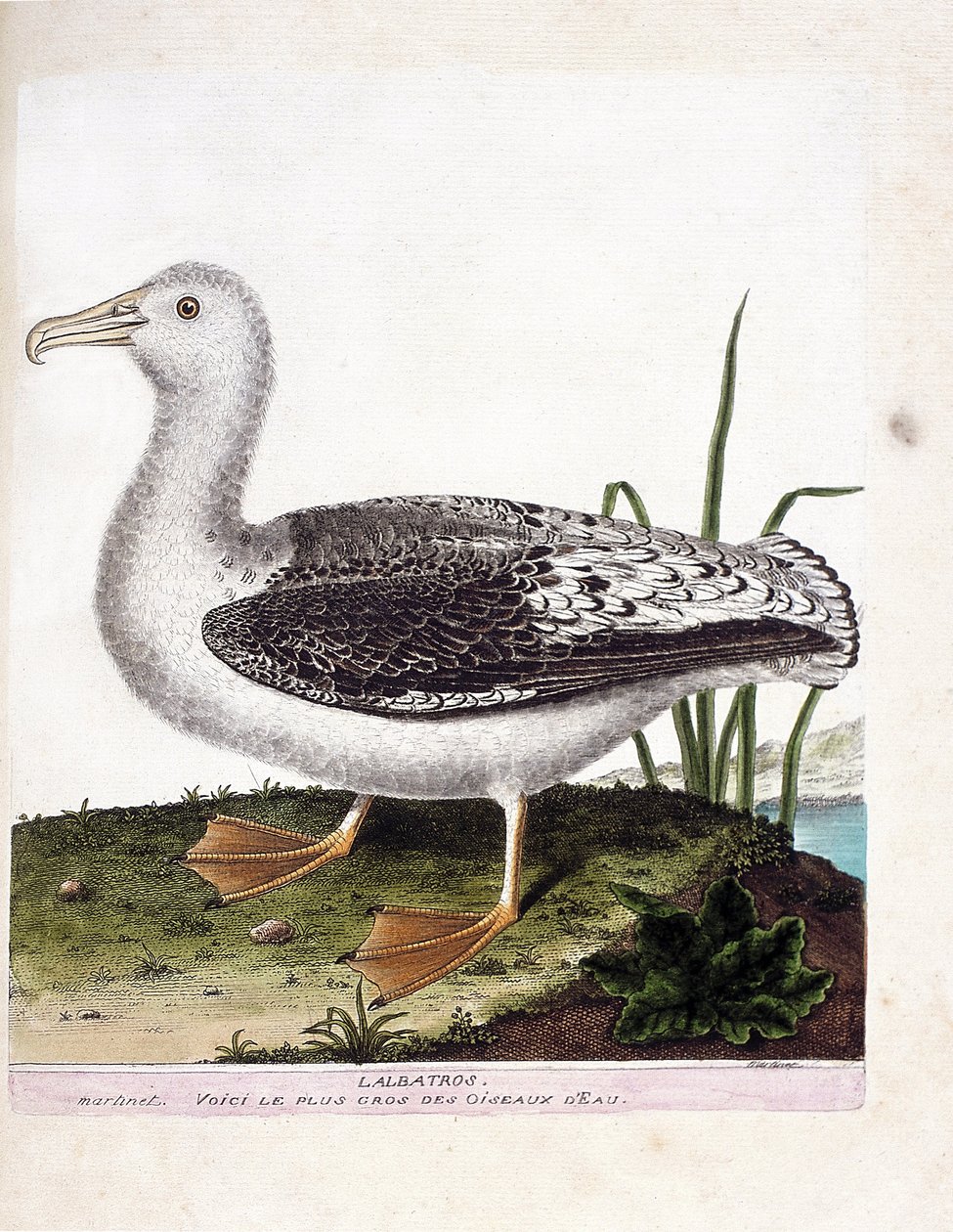 Zoologiskt diagram (ornitologi): Albatros (brylalbatros eller diomedea exulans). Illustration i "Fåglarnas historia, målade i deras utseende och känsliga aspekter" av Francois Nicolas Martinet (1731-1800). Privat samling. av Francois Nicolas Martinet