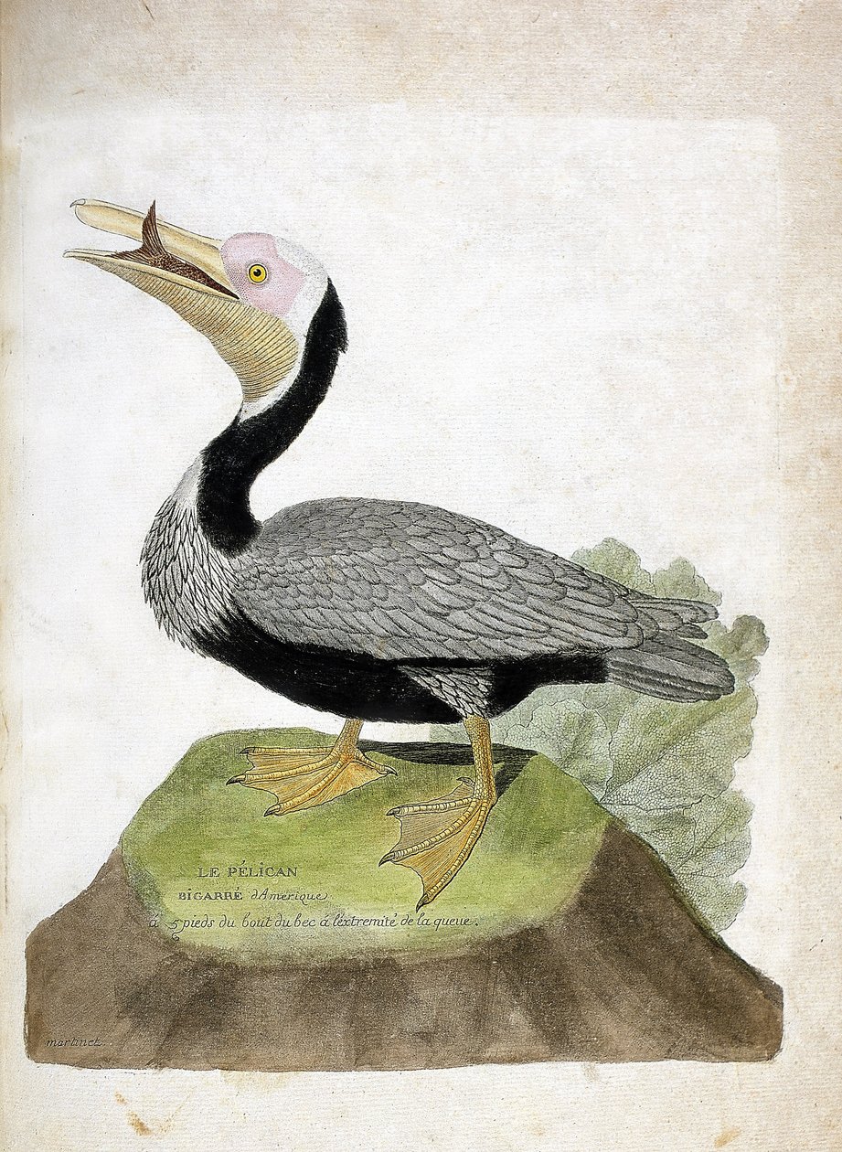 Zoologiskt diagram (ornitologi): Amerikansk bigarre pelikan (Pelican brun eller pelecanus occidentalis). Illustration i "Fåglarnas historia, målade i deras utseende och känsliga aspekter" av Francois Nicolas Martinet (1731-1800). Privat samling. av Francois Nicolas Martinet