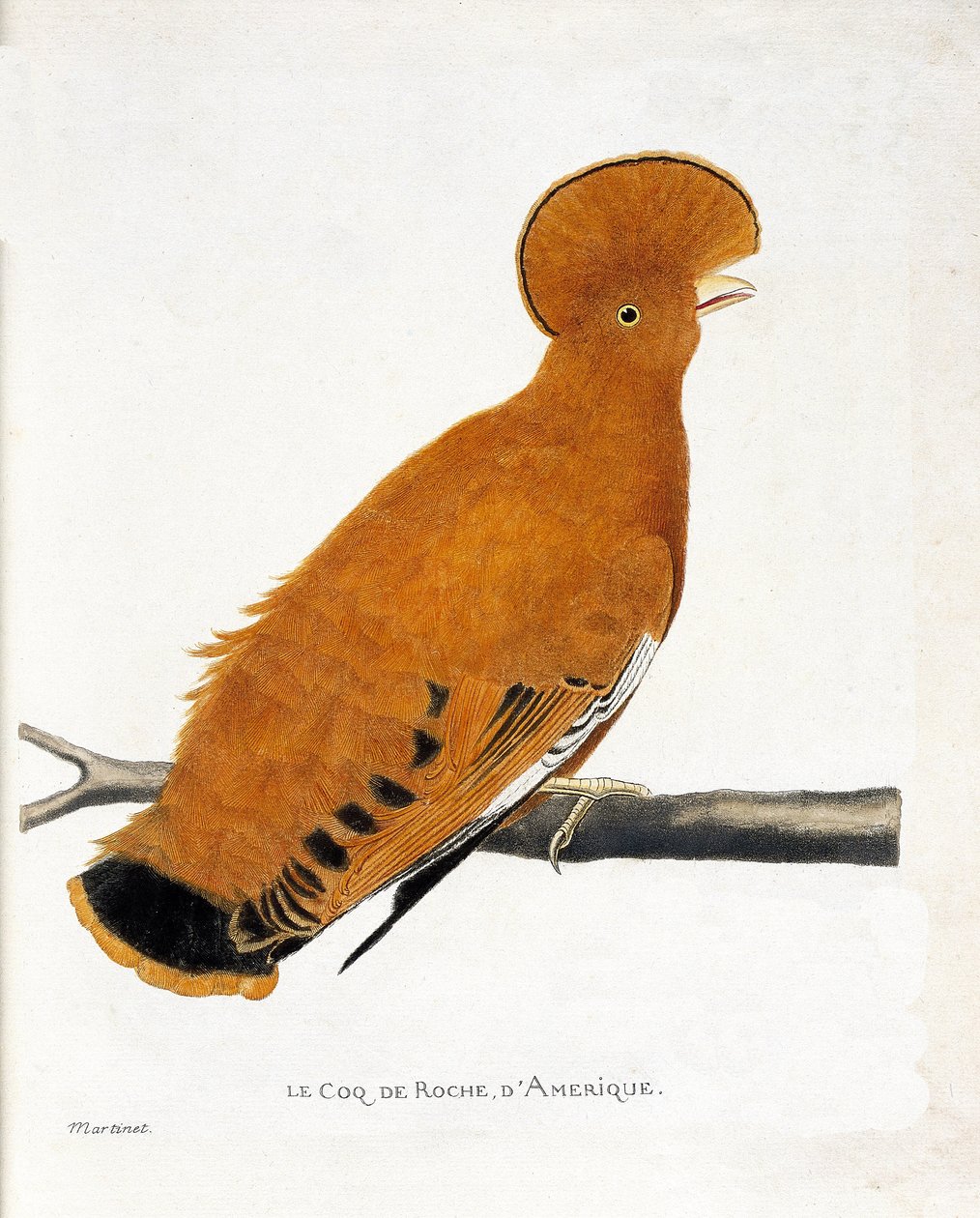 Zoologiskt diagram (ornitologi): Amerikansk stentupp (orange tupp eller rupicola rupicola) på en gren av Francois Nicolas Martinet