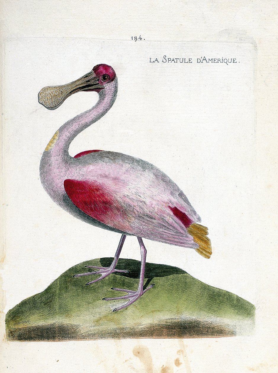 Zoologiskt diagram (ornitologi): Amerikansk spatel (rosa spatel eller platalea ajaja). Illustration i "Fåglarnas historia, målade i deras utseende och känsliga aspekter" av Francois Nicolas Martinet (1731-1800). Privat samling. av Francois Nicolas Martinet