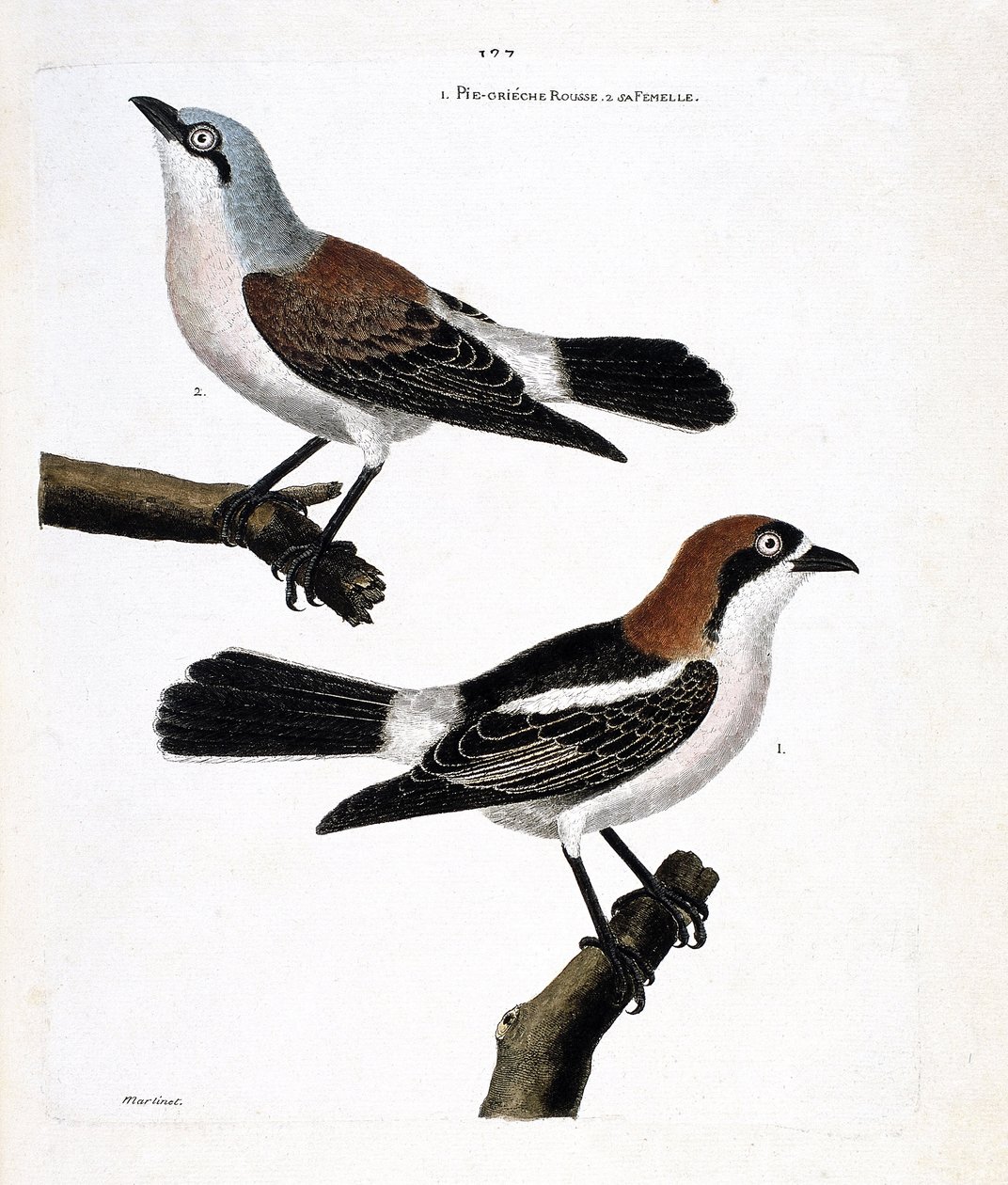 Zoologiskt diagram (ornitologi): Nederst: den rödhåriga grieche eller grieche ett rödhårigt huvud (lanius senator) och dess hona (grieche ecorcheur eller lanius collurio) på den övre grenen av Francois Nicolas Martinet