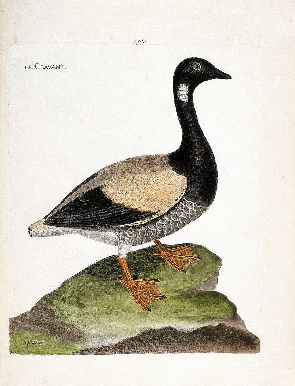 Zoologiskt diagram (ornitologi): Brant (brant eller branta bernicla). Illustration i "Fåglarnas historia, målade i deras utseende och känsliga aspekter" av Francois Nicolas Martinet (1731-1800). Privat samling. av Francois Nicolas Martinet