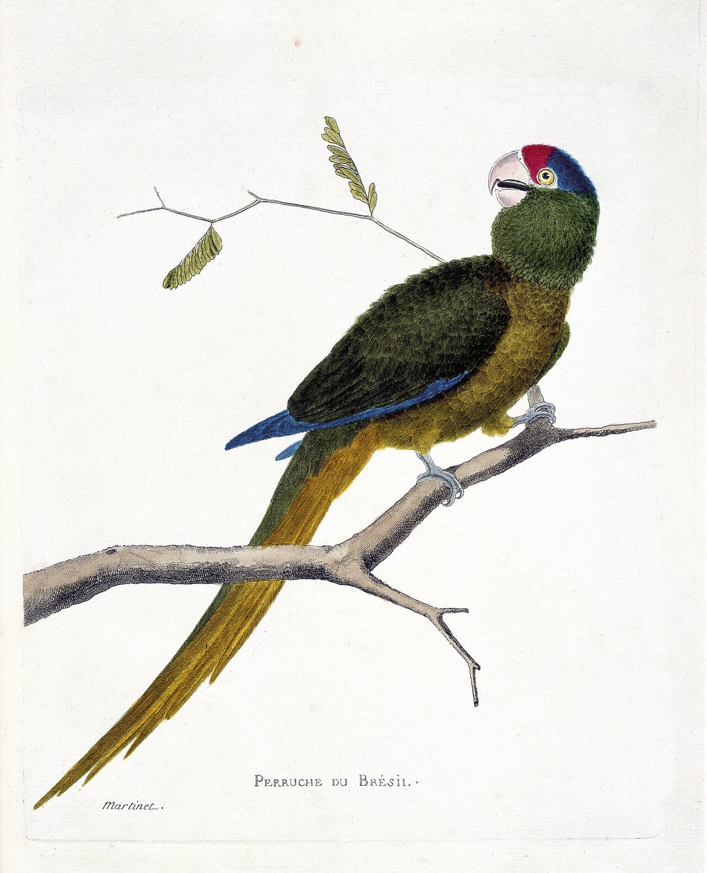 Zoologiskt diagram (ornitologi): Brasiliansk parakit (röd panna conure eller aratinga canicularis) på en gren. Illustration i "Fåglarnas historia, målade i deras utseende och känsliga aspekter" av Francois Nicolas Martinet (1731-1800). Privat kol av Francois Nicolas Martinet