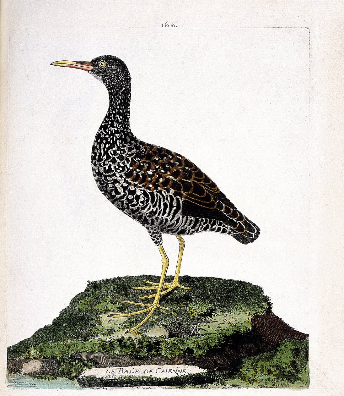 Zoologiskt diagram (ornitologi): Caiennes rale (fläck rale eller pardirallus maculatus). Illustration i "Fåglarnas historia, målade i deras utseende och känsliga aspekter" av Francois Nicolas Martinet (1731-1800). Privat samling. av Francois Nicolas Martinet