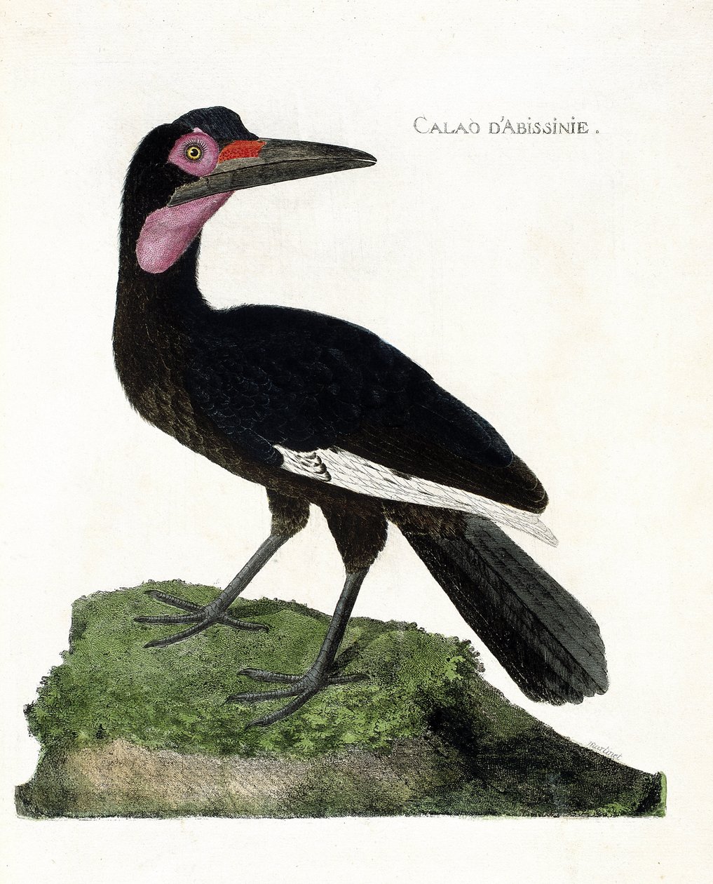 Zoologiskt diagram (ornitologi): Calao d