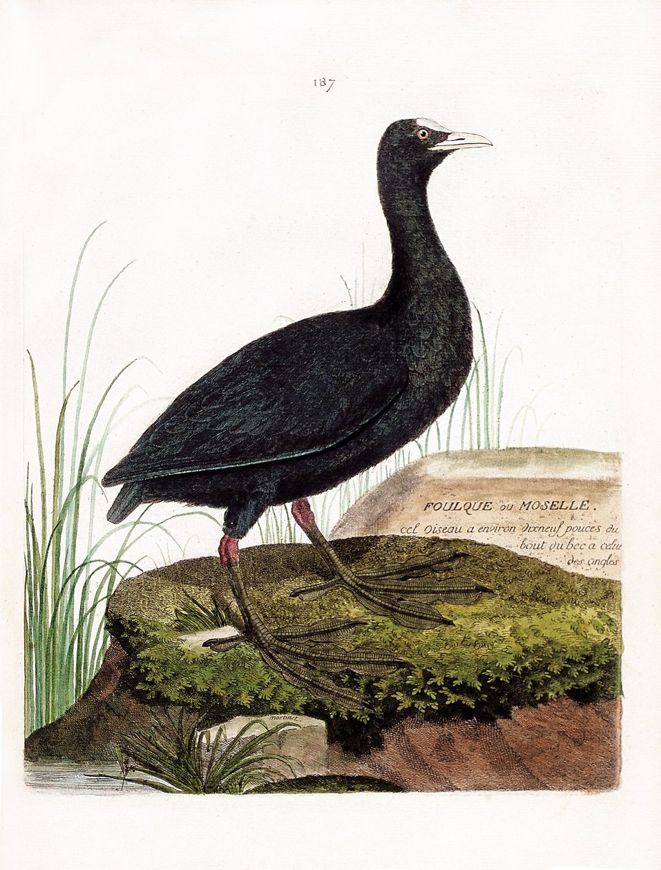Zoologiskt diagram (ornitologi): Sothöns eller Mosel (Macroule cot eller fulica atra). Illustration i "Fåglarnas historia, målade i deras utseende och känsliga aspekter" av Francois Nicolas Martinet (1731-1800). Privat samling. av Francois Nicolas Martinet