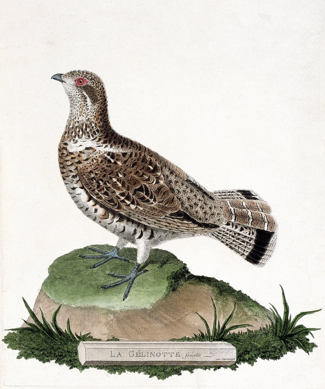 Zoologiskt diagram (ornitologi): Gelinotte hona (trägelinotte eller bonasia bonasia). Illustration i "Fåglarnas historia, målade i deras utseende och känsliga aspekter" av Francois Nicolas Martinet (1731-1800). Privat samling. av Francois Nicolas Martinet