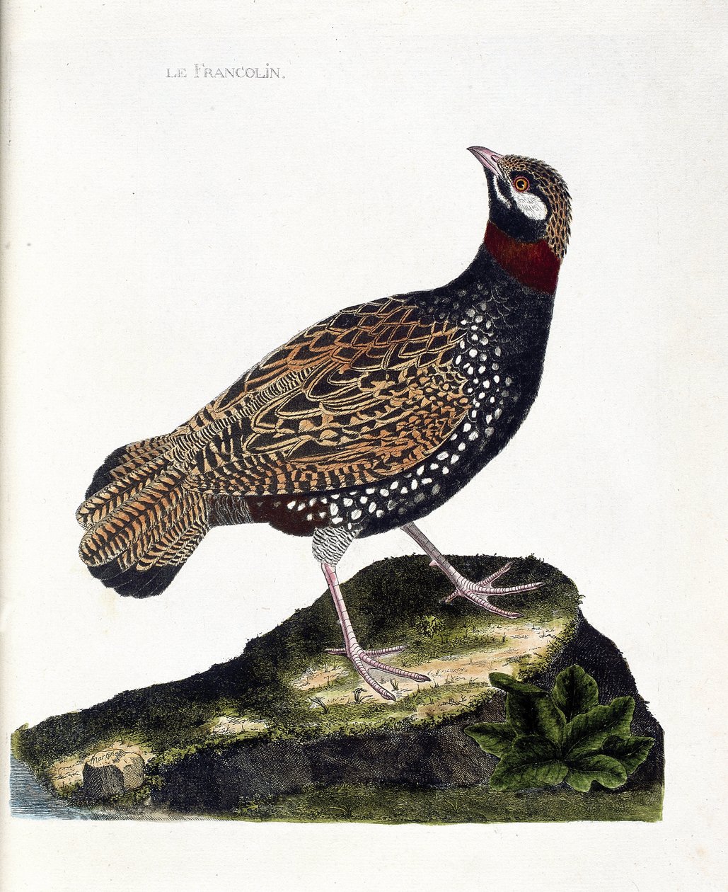 Zoologiskt diagram (ornitologi): Francolin (francolin noir eller francolinus francolinus). Illustration i "Fåglarnas historia, målade i deras utseende och känsliga aspekter" av Francois Nicolas Martinet (1731-1800). Privat samling. av Francois Nicolas Martinet