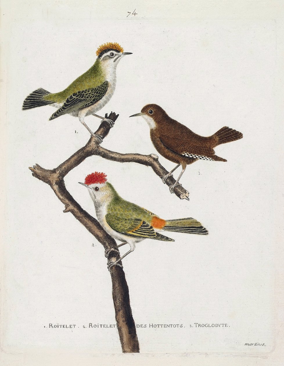 Zoologiskt diagram (ornitologi). Uppifrån och ned: roitelet (trippelbandage eller regulus ignicapilla), troglodyte (söt troglodyte eller troglodyte) och roitelet av hottentots (rubinkrona) på en gren. Illustration i "Fåglarnas historia, målad i Thei av Francois Nicolas Martinet