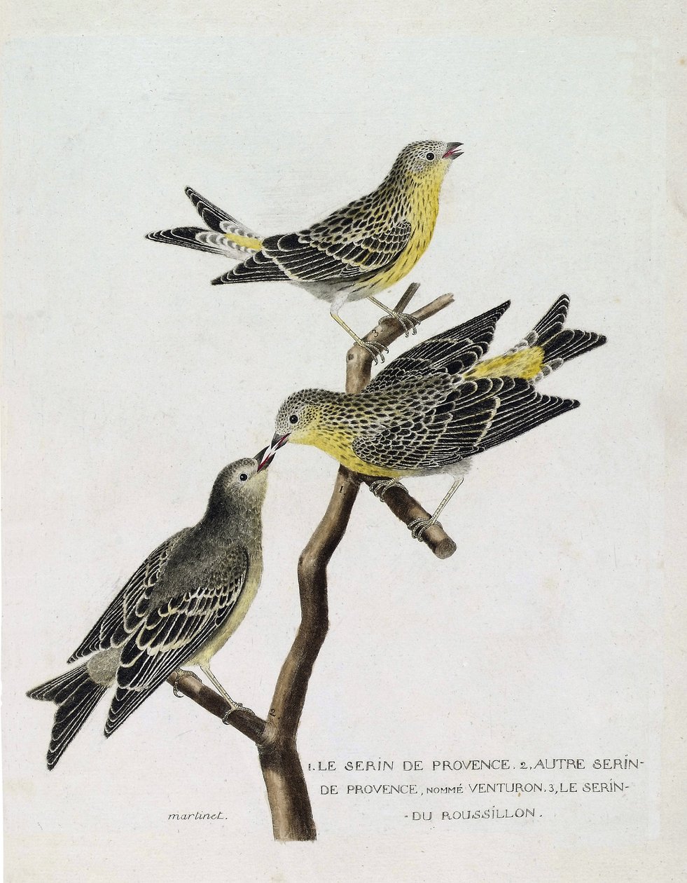 Zoologiskt diagram (ornitologi): Uppifrån och ned: serin du Roussillon (serin Cini eller serinus serinus) på en gren, serin de provence (venturon montagnard eller serinus citrinella) och andra serin de provence. Illustration i "The History of the Birds, P av Francois Nicolas Martinet