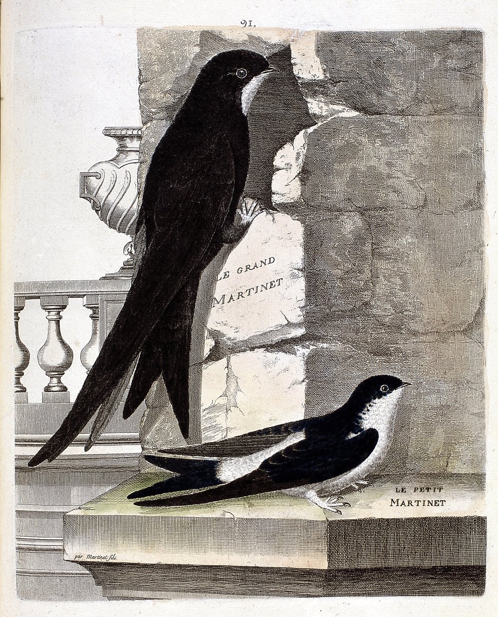 Zoologiskt diagram (ornitologi): Storsvala (Black Swift eller apus apus) och Small Swift (fönstersvala eller Urbica Delichon). Illustration i "Fåglarnas historia, målade i deras utseende och känsliga aspekter" av Francois Nicolas Martinet (1731-1800) av Francois Nicolas Martinet