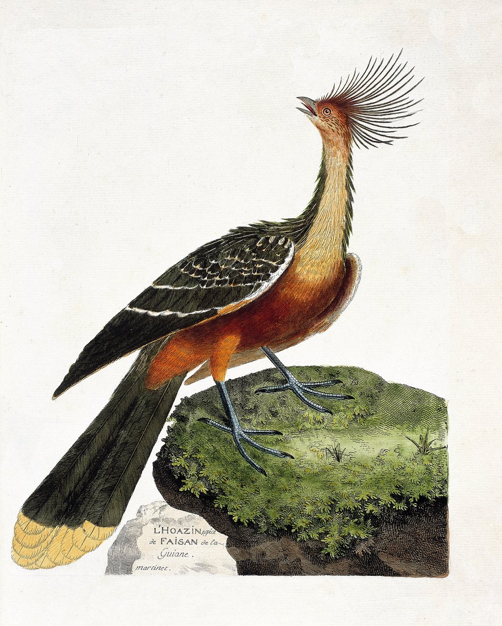 Zoologiskt diagram (ornitologi): Hoazin (hoazin huppe eller opisthocomus hoazin). Illustration i "Fåglarnas historia, målade i deras utseende och känsliga aspekter" av Francois Nicolas Martinet (1731-1800). Privat samling. av Francois Nicolas Martinet