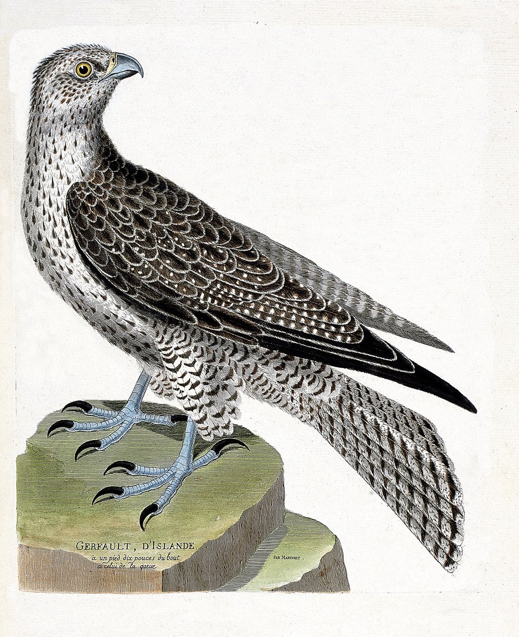 Zoologiskt diagram (ornitologi): isländsk gerfault (gerfaut falk eller falco rusticolus). Illustration i "Fåglarnas historia, målade i deras utseende och känsliga aspekter" av Francois Nicolas Martinet (1731-1800). Privat samling. av Francois Nicolas Martinet