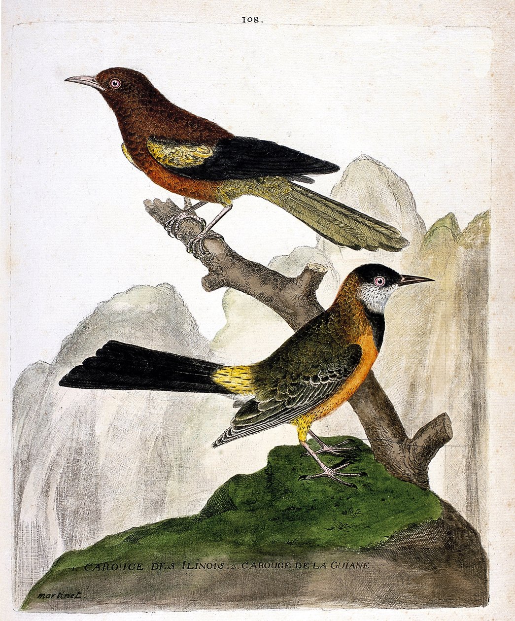 Zoologiskt diagram (ornitologi): Ilinois koltrast (Baltimore oriole eller icterius bonana) och Guyana koltrast (Martinique oriole eller icterius bonana) på en gren. Illustration i "Fåglarnas historia, målade i deras utseende och känsliga aspekter" av av Francois Nicolas Martinet
