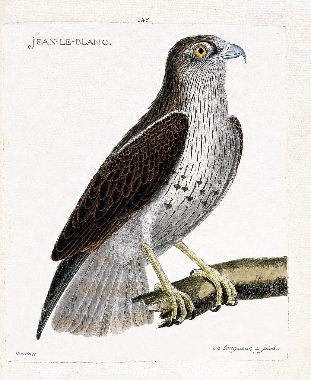 Zoologiskt diagram (ornitologi): Jean-le-Blanc eller Jean le Blanc (circaete Jean Le Blanc eller circaetus gallicus) på en gren. Illustration i "Fåglarnas historia, målade i deras utseende och känsliga aspekter" av Francois Nicolas Martinet (1731-1800) av Francois Nicolas Martinet