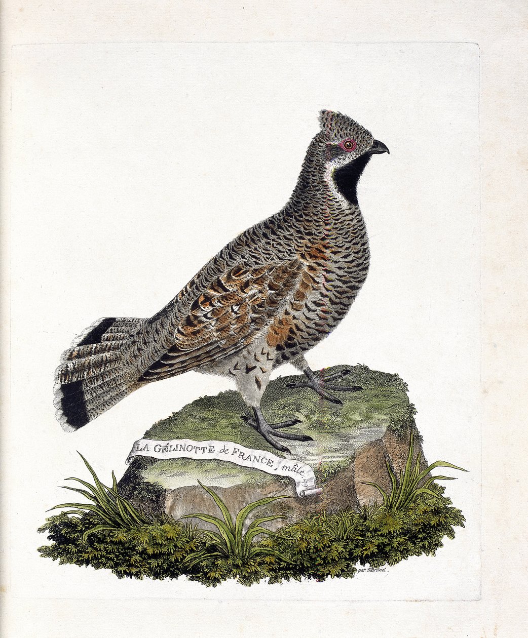 Zoologiskt diagram (ornitologi): La gelinotte de France hane (gelinotte des bois eller bonasia bonasia). Illustration i "Fåglarnas historia, målade i deras utseende och känsliga aspekter" av Francois Nicolas Martinet (1731-1800). Privat samling. av Francois Nicolas Martinet