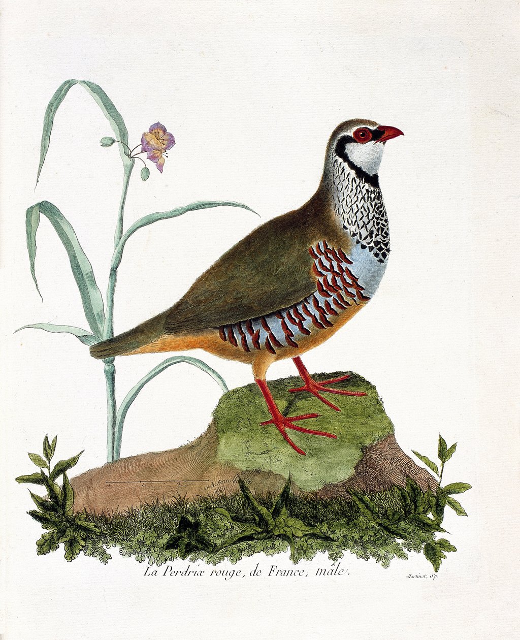 Zoologiskt diagram (ornitologi): La partridge rouge de France, hane (röd rapphöna eller alectoris rufa). Illustration i "Fåglarnas historia, målade i deras utseende och känsliga aspekter" av Francois Nicolas Martinet (1731-1800). Privat samling. av Francois Nicolas Martinet