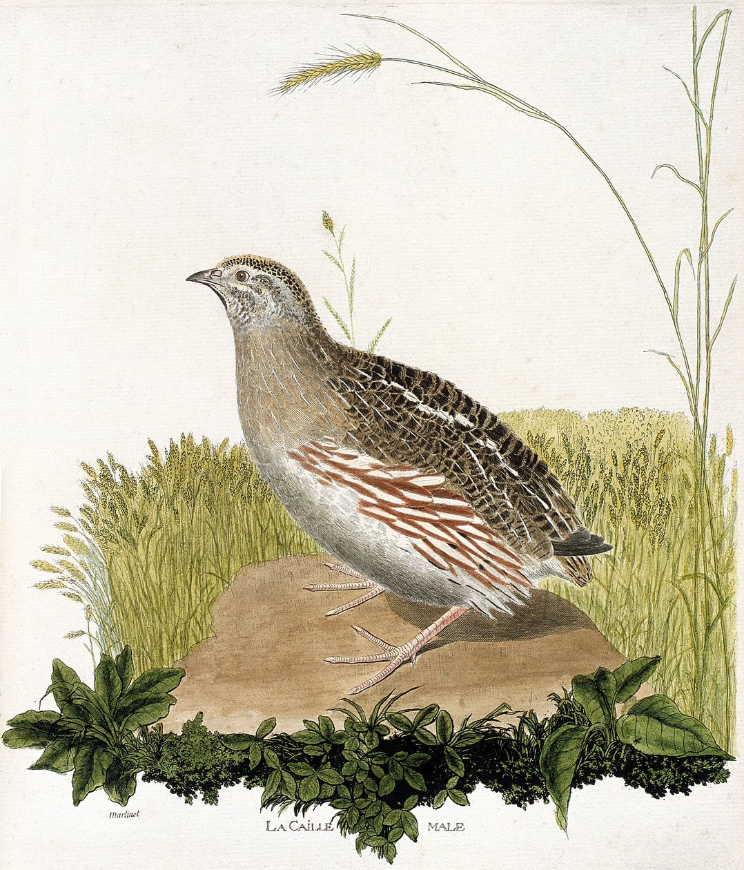 Zoologiskt diagram (ornitologi): Hanvaktel (ble quail eller coturnix coturnix). Illustration i "Fåglarnas historia, målade i deras utseende och känsliga aspekter" av Francois Nicolas Martinet (1731-1800). Privat samling. av Francois Nicolas Martinet