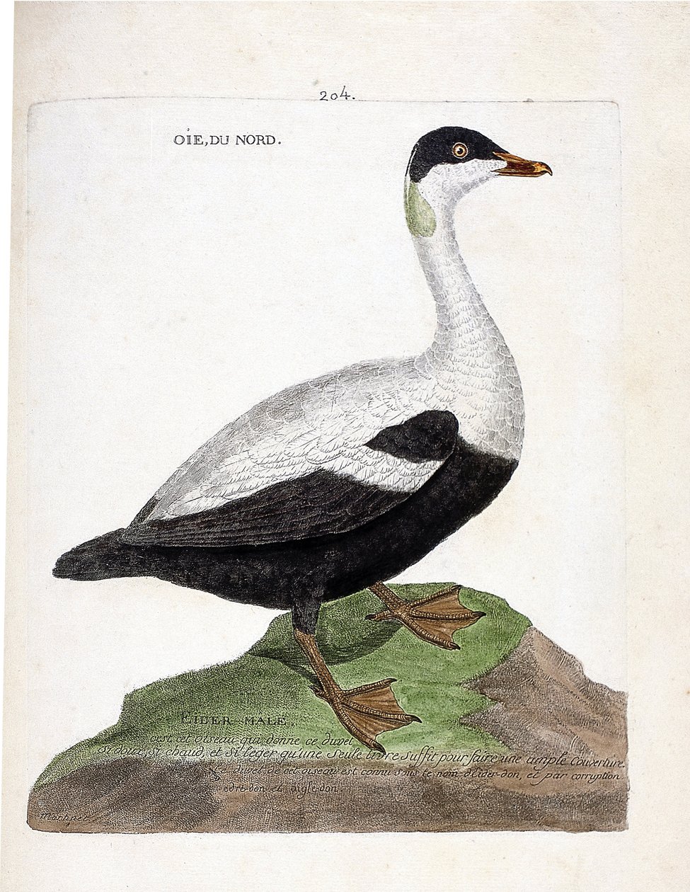 Zoologiskt diagram (ornitologi): Nordgås eller ejdermal (ejder en täcke eller somateria mollissima). Illustration i "Fåglarnas historia, målade i deras utseende och känsliga aspekter" av Francois Nicolas Martinet (1731-1800). Privat samling. av Francois Nicolas Martinet