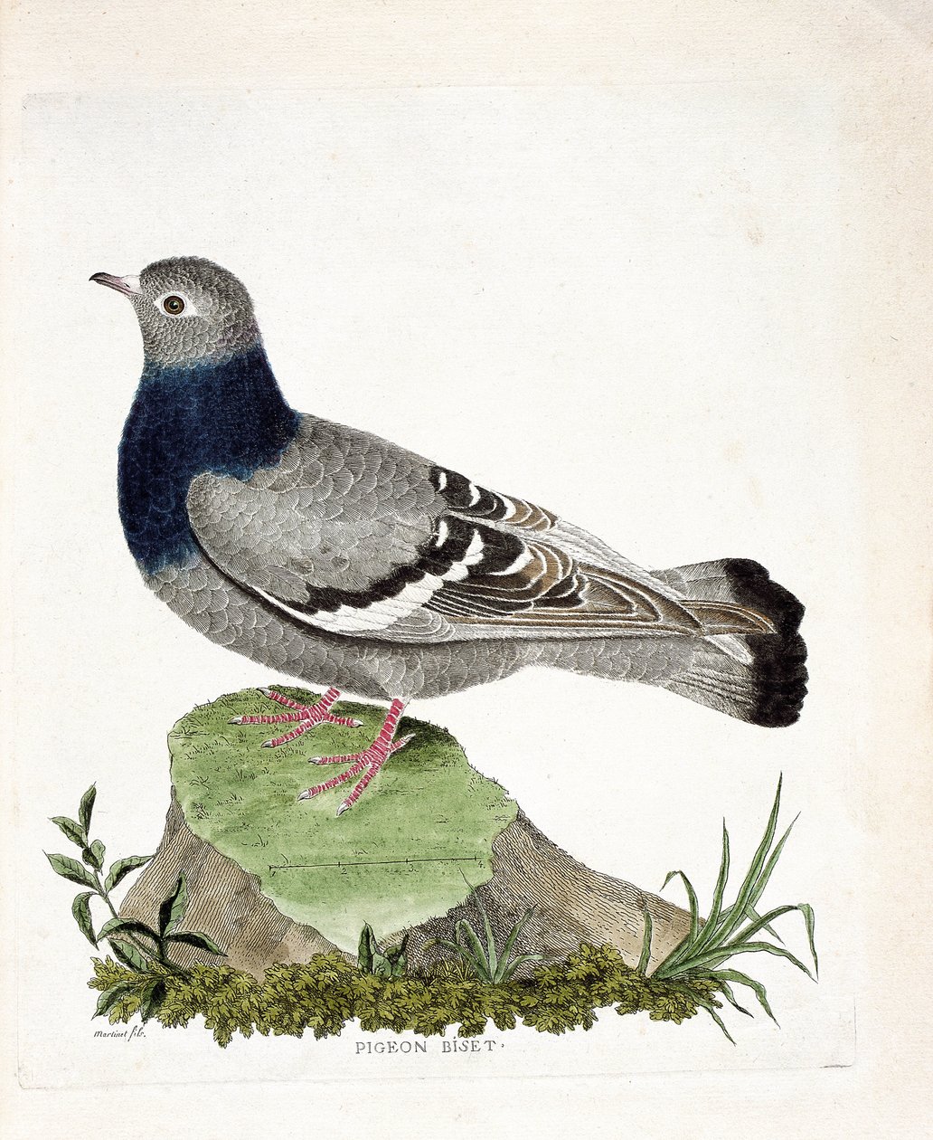 Zoologiskt diagram (ornitologi): Duva biset (Columbia livia). Illustration i "Fåglarnas historia, målade i deras utseende och känsliga aspekter" av Francois Nicolas Martinet (1731-1800). Privat samling. av Francois Nicolas Martinet