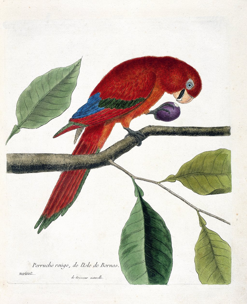 Zoologiskt diagram (ornitologi): Röd parakit från ön Borneo (Great eclectus eller eclectus roratus). Illustration i "Fåglarnas historia, målade i deras utseende och känsliga aspekter" av Francois Nicolas Martinet (1731-1800). Privat koll av Francois Nicolas Martinet