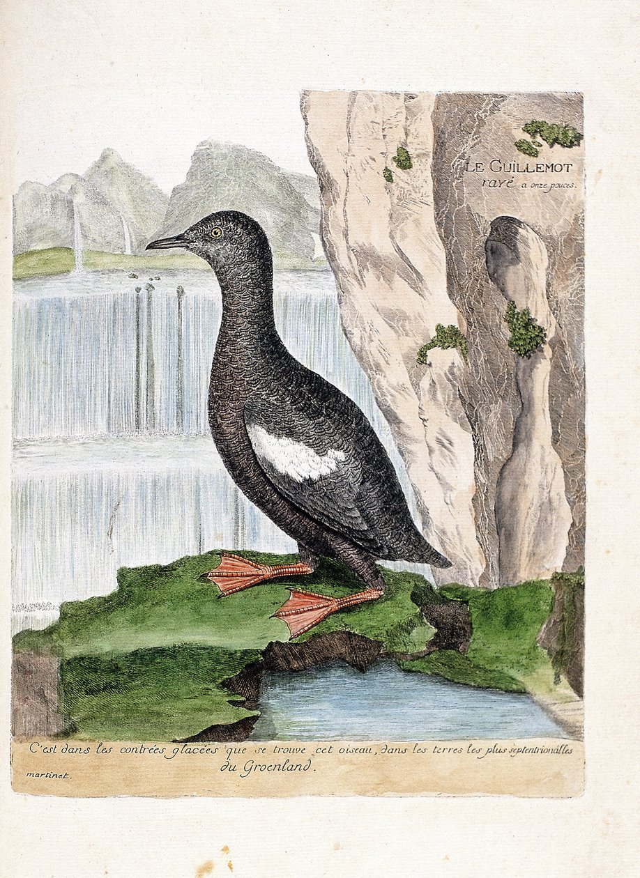 Zoologiskt diagram (ornitologi): Randig Murrelet (Mirrelet eller Cepphus rutnät). Illustration i "Fåglarnas historia, målade i deras utseende och känsliga aspekter" av Francois Nicolas Martinet (1731-1800). Privat samling. av Francois Nicolas Martinet