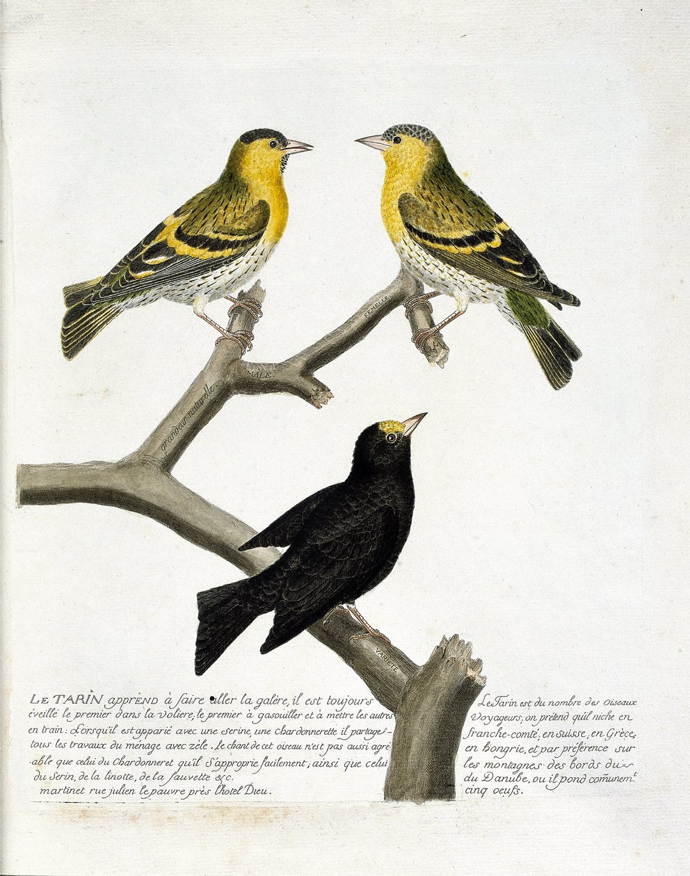 Zoologiskt diagram (ornitologi): Tarin (al tarin eller carduelis spinus). Överst till vänster: hane, höger: hona. Nederst: en annan sort. Illustration i "Fåglarnas historia, målade i deras utseende och känsliga aspekter" av Francois Nicolas Martinet (1731) av Francois Nicolas Martinet
